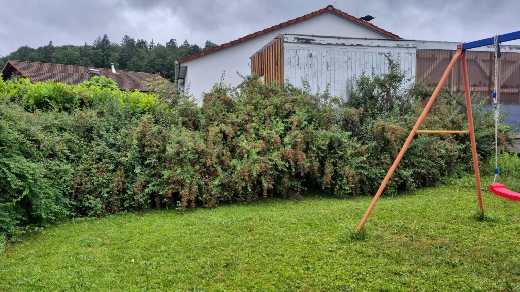 Hecke_vor